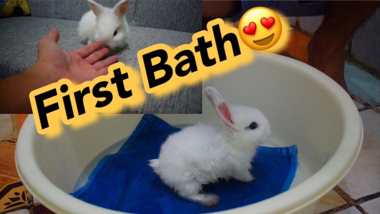 BERDIE THE BUNNY FIRST BATH