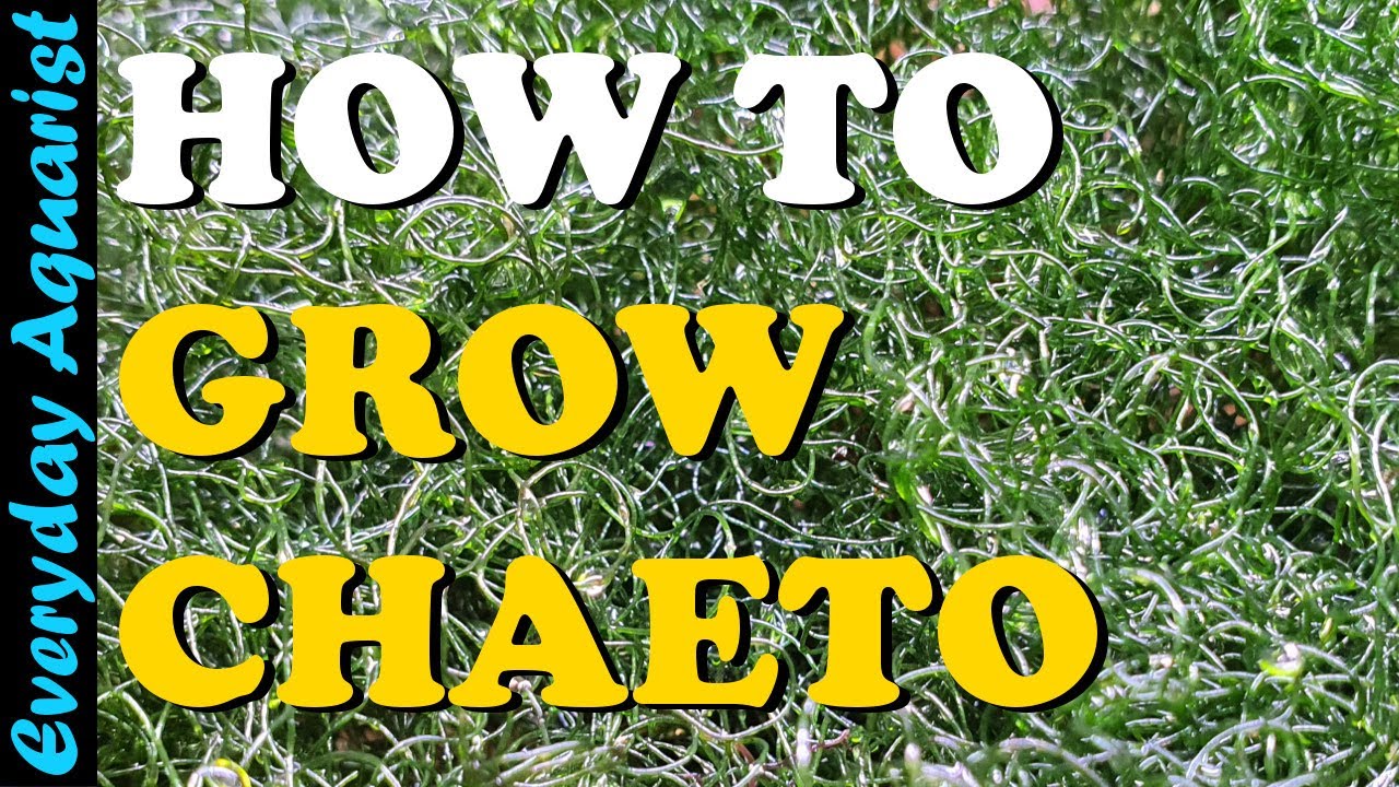 3 Reasons your CHAETO is DYING | How To Grow Chaetomorpha in a Sump Refugium