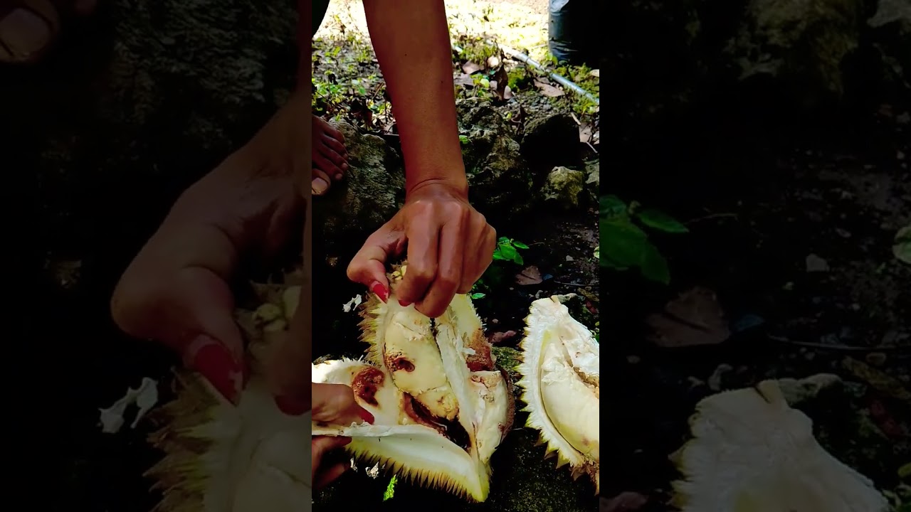 Durian bosok😁