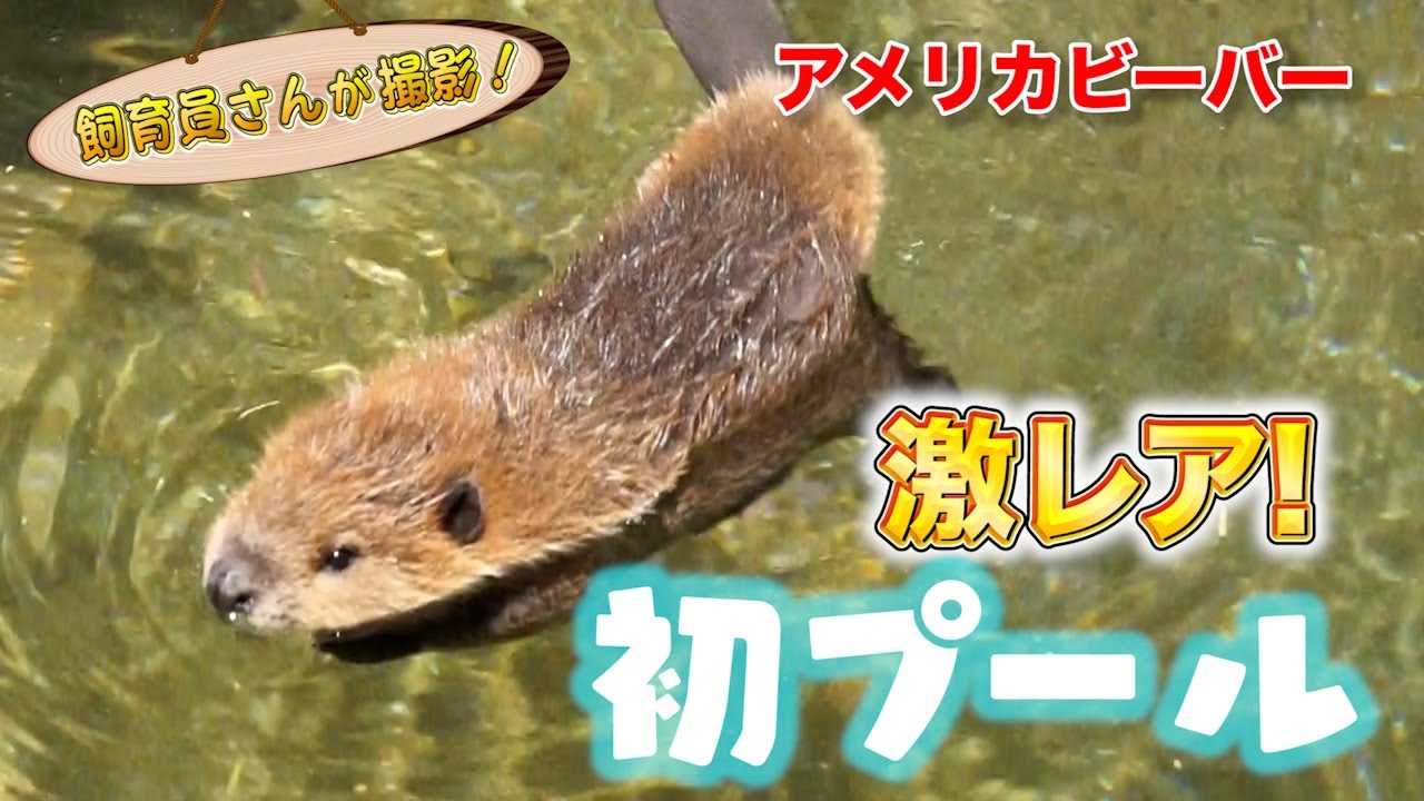 アメリカビーバーの赤ちゃん どきどきワクワクのプールデビュー！（American Beaver）
