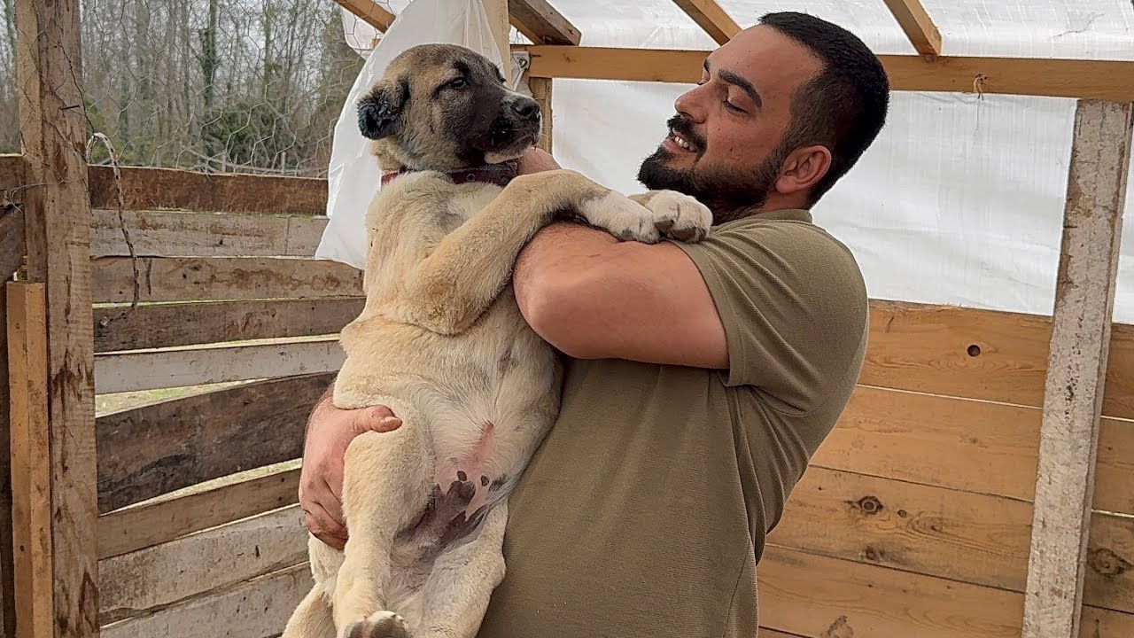 KANGALLARA UNDAN YAL YAPTIM ~ YEDİLER Mİ #kangal #keşfet #animals #kangaldogs 