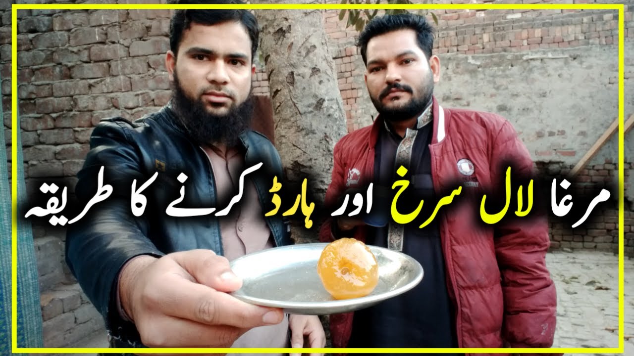 Murga Red Karne Ka Tarika l Aseel Murga ko Power Full Banane Ka Tarika