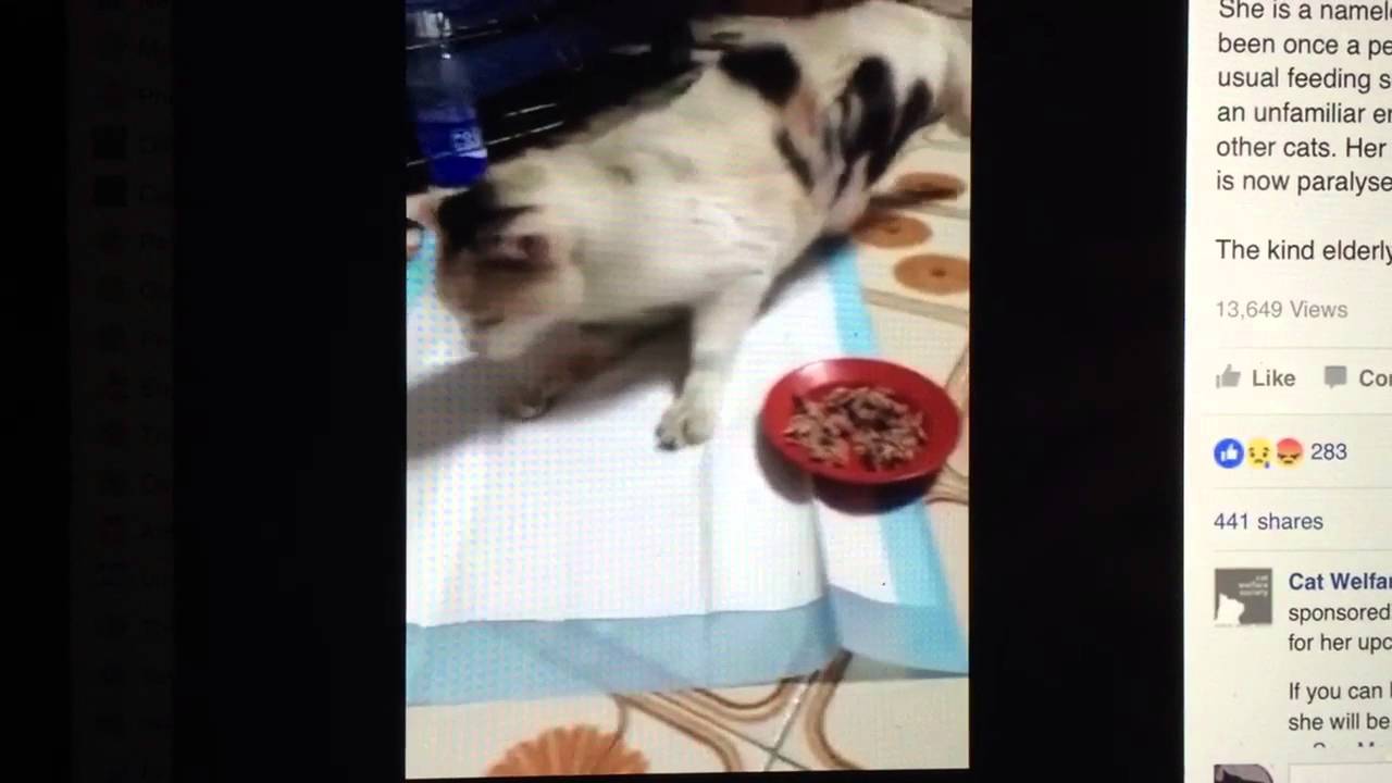 Declawed Cat Paralyzed And Bedridden