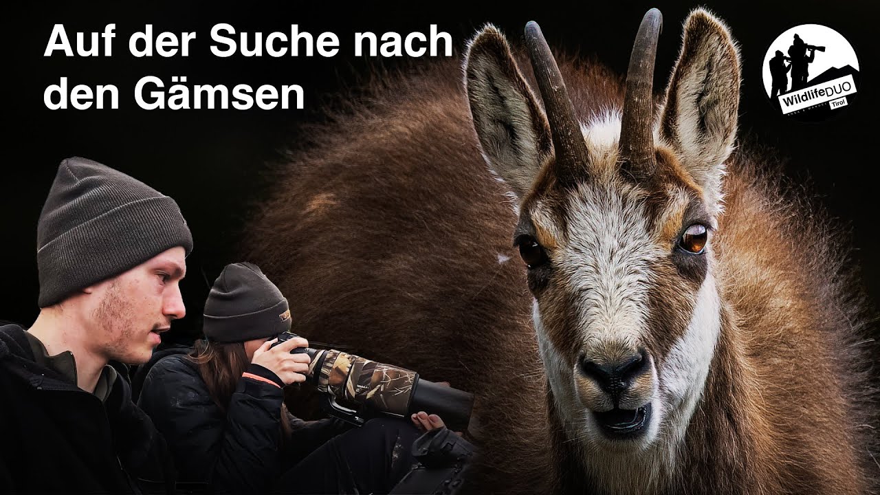 Gämse fotografieren im Frühling. Fotowanderung in den Bergen