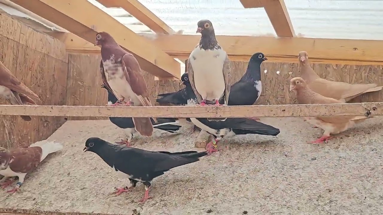 Unsere Tauben am 09.07.23 - Brieftauben, Kiebitze und Kasaner.