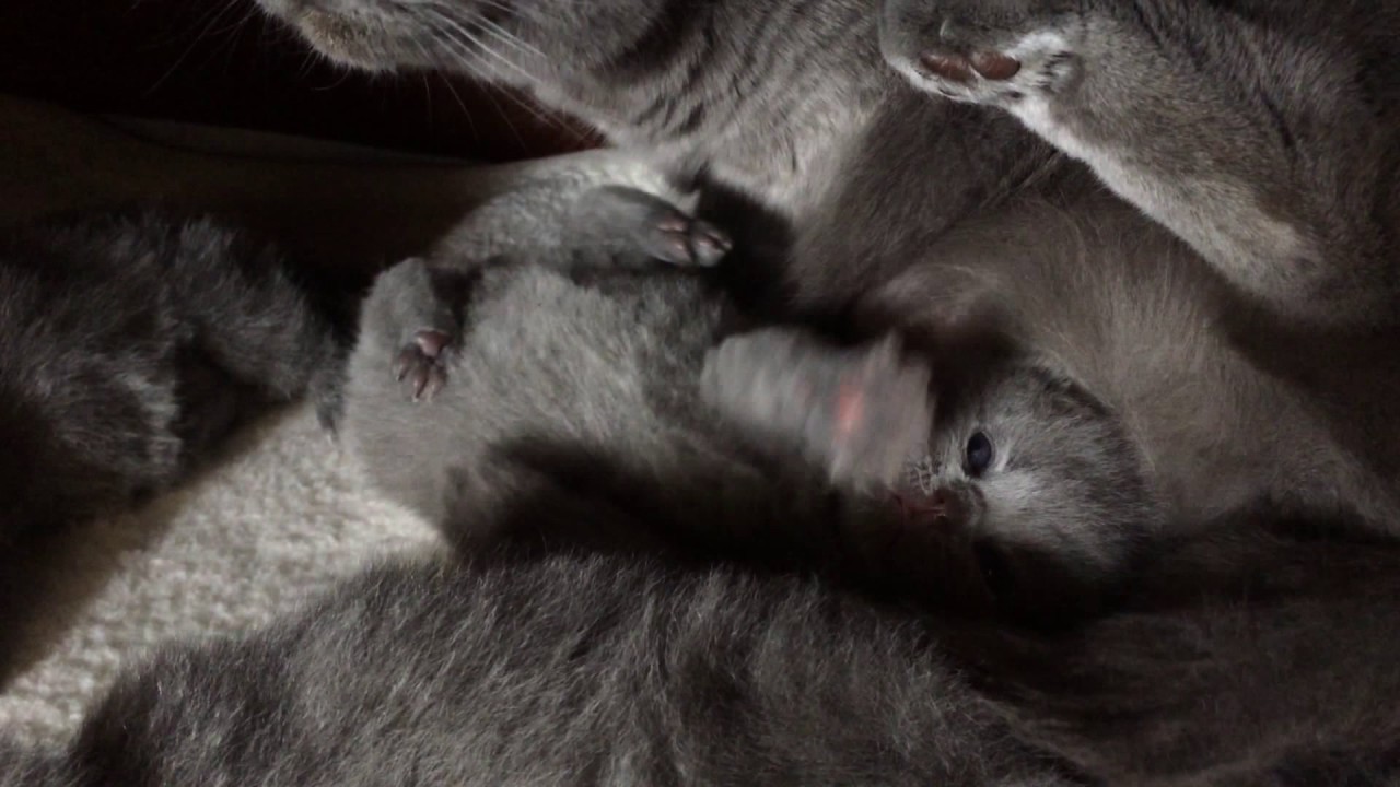 Brits korthaar kittens Cattery Bella Britannico