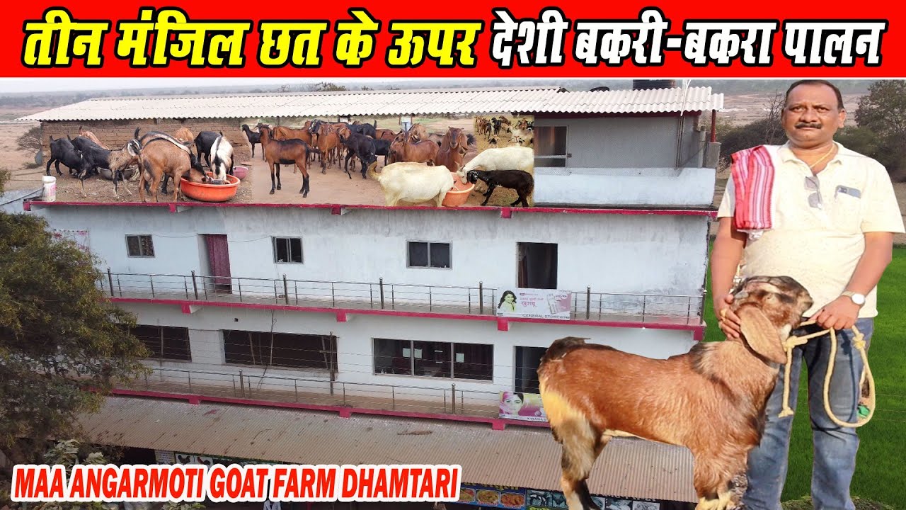 तीन मंजिल छत के ऊपर देशी बकरी-बकरा पालन ।। Chhat Par Deshi Bakra-Bakri Palan