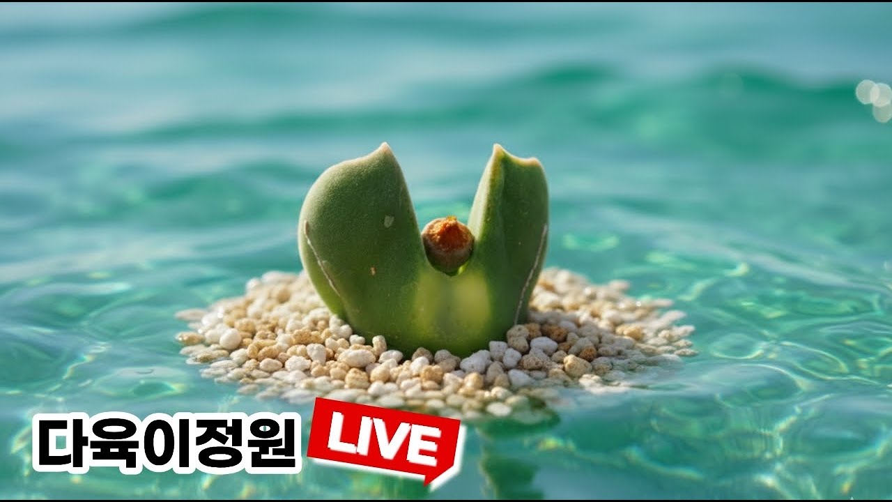 2026.1.20 다육이정원 자체방송