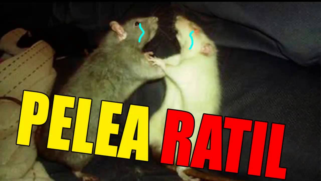 Video raccion a ambia
