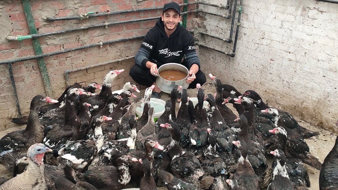 عجول تسمين وزيادة وزن البط مش هتصدق شكله وحجمه والسر في المشروب بيخلى لحم البط أطعم من اللحم الضانى