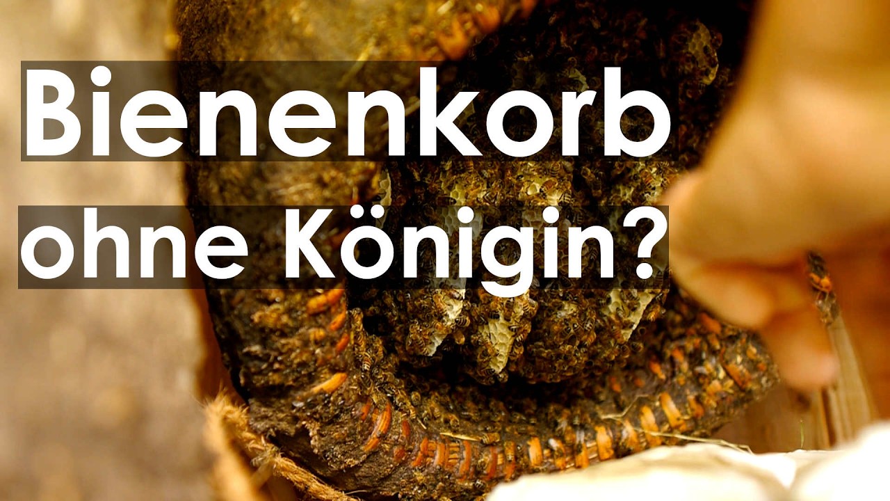 Korbimkerei: Bienen-Königin tot? Nachschau der Lüneburger Stülper Heideimkerei