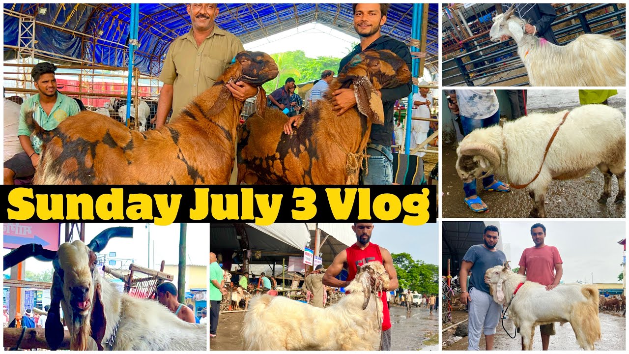 Deonar Bakra Mandi Sunday July 3, 2022 Morning Vlog | Day 5 Big Goats