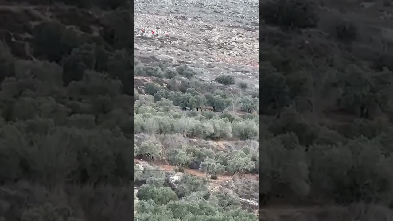 Israeli settlers stole olive crops from Palestinian lands in Burin, south of Nablus