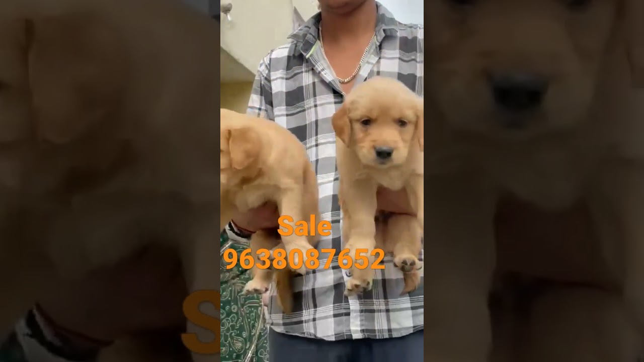 dog lover Palanpur Gujarat #shorts #dog #doglover #goldenretriever
