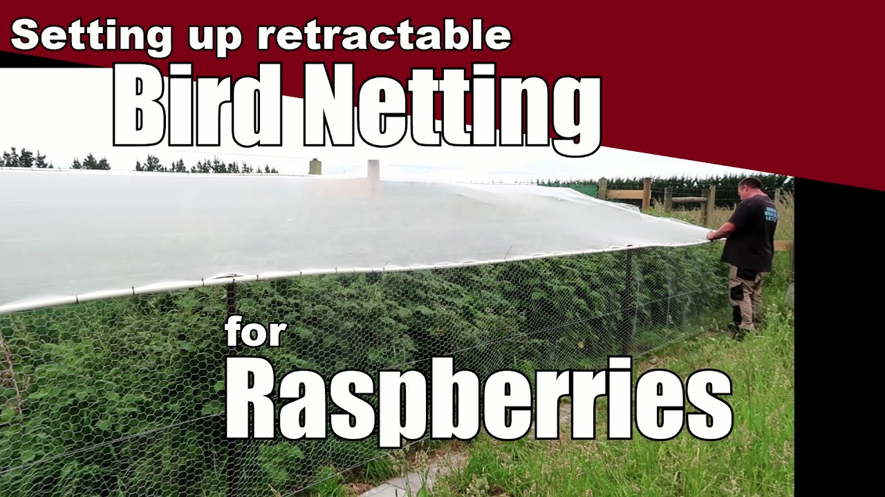 Как установить сетку от птиц для малины
