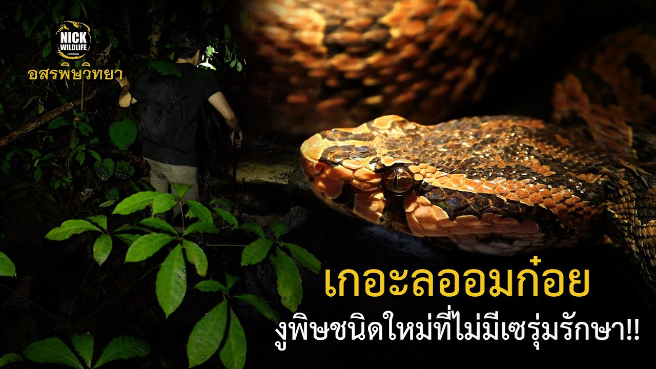 อสรพิษวิทยา EP.59 เกอะลออมก๋อย งูพิษชนิดใหม่ของไทยและของโลก