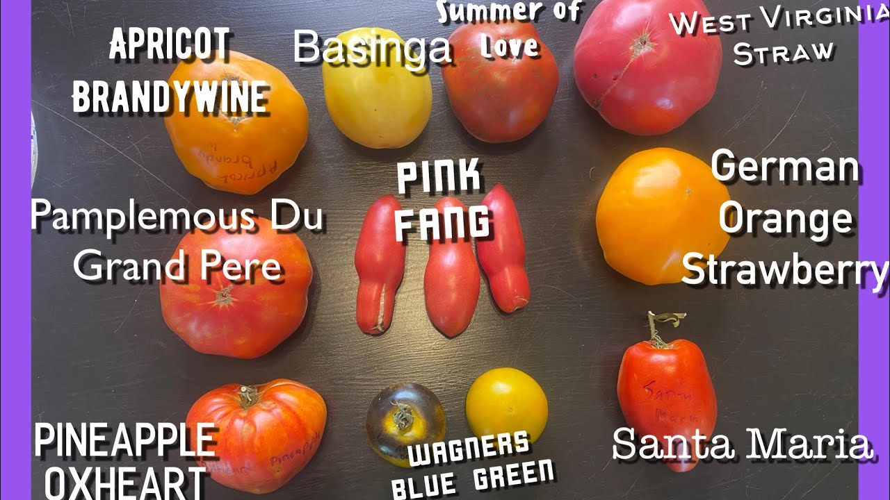 Tomato Taste Test/slicers and pastes