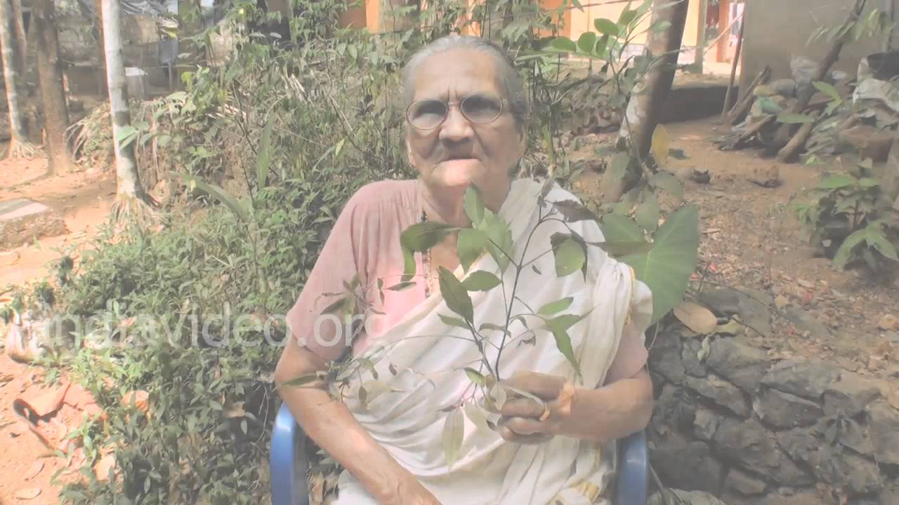 Arthritis and rheumatism - Vitex negundo, folk medicine