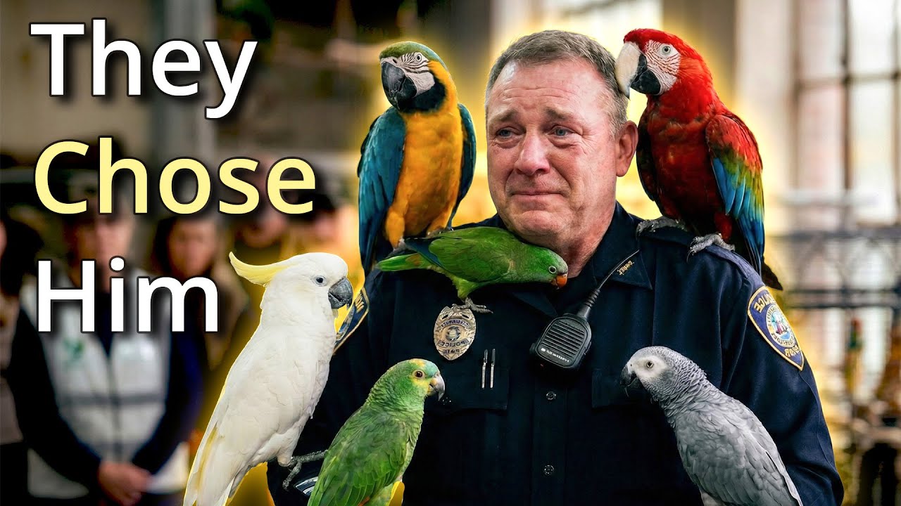 When Parrots Choose Their Humans… This Was THEIR Choice❤️🦜😭