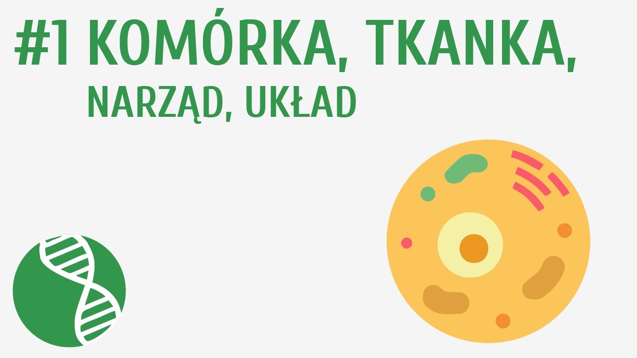 Kom&oacute;rka, tkanka, narząd, układ #1 [ Homeostaza ]