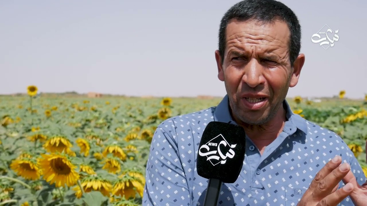 نجاح تجربة زراعة دوّار الشمس في تيارت