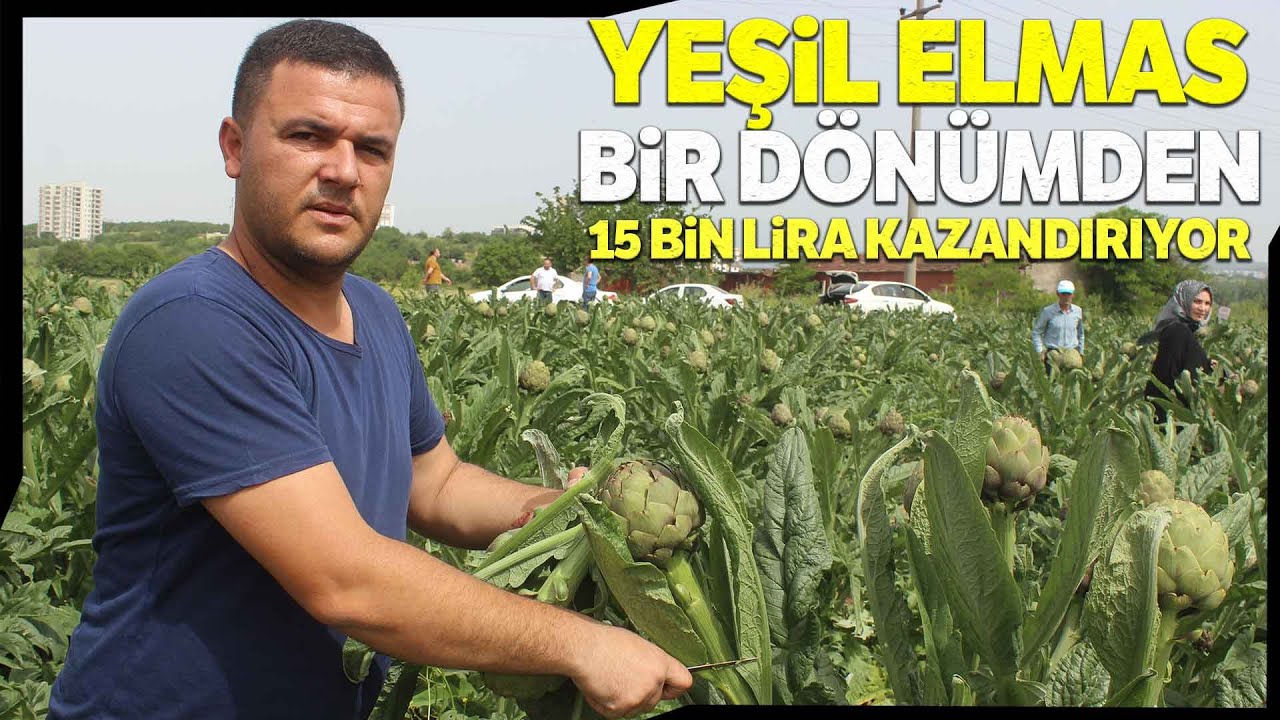 Fiyatı Diğer Enginarların İki Katı Ama Tarlada Kapışılıyor