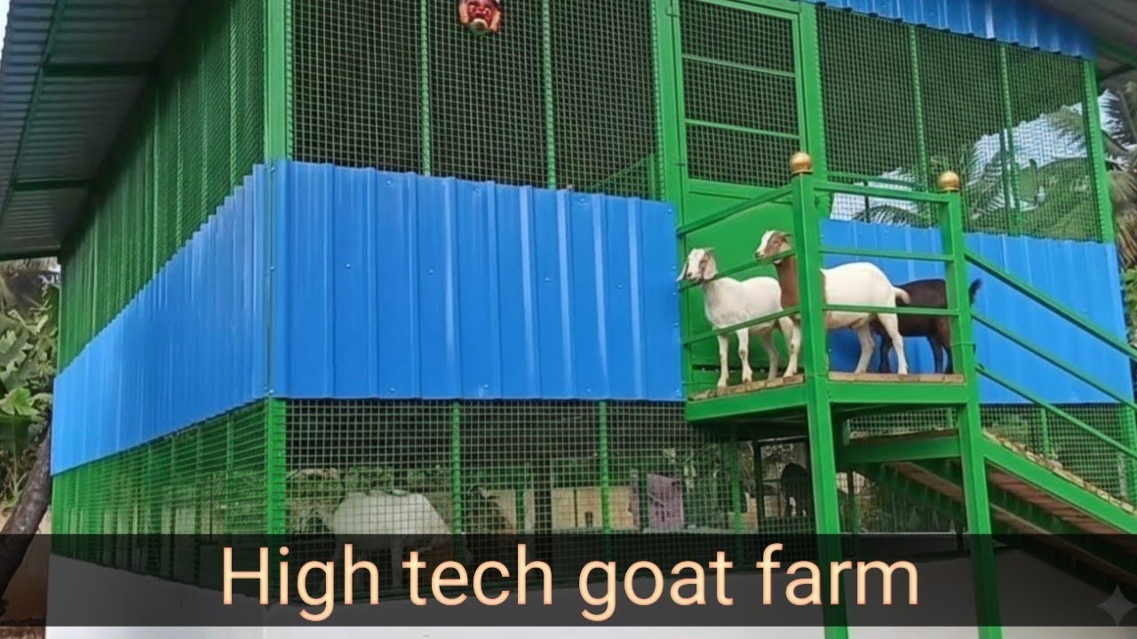 Goat farming on a low budget