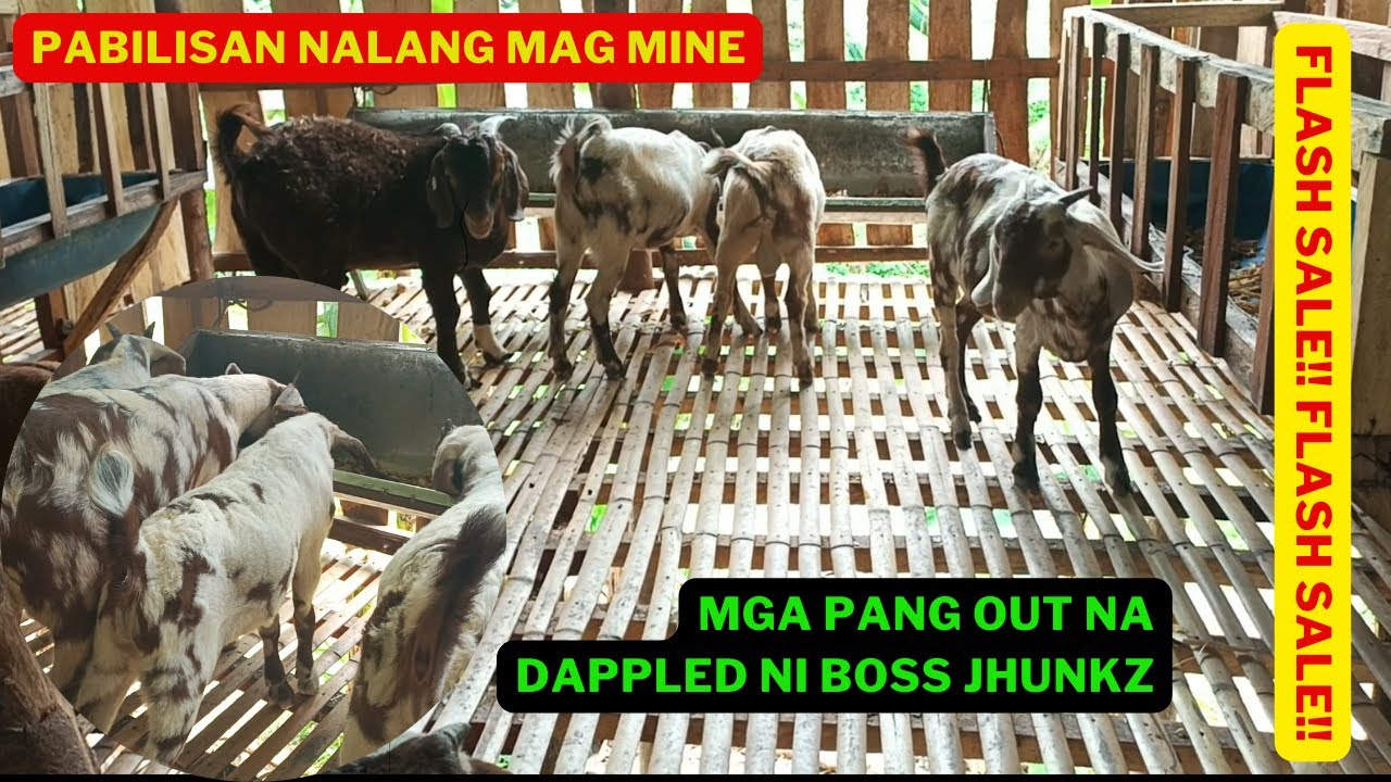 KAMBINGAN NI BOSS JHUNKS MAY MALUPET NA OFFER/GOAT FARMING BOER GOAT BREEDER/GOAT FARMNING BUSINESS