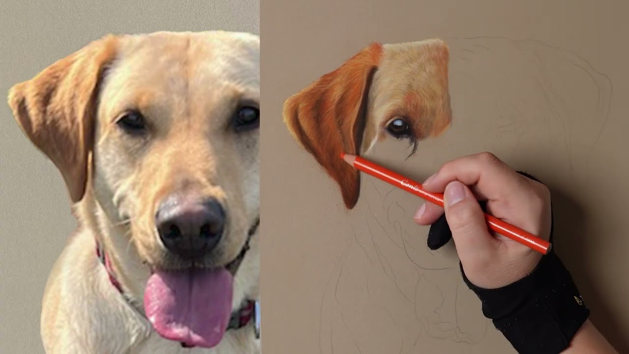 How to draw a yellow Labrador in soft pastels - timelapse tutorial - part one