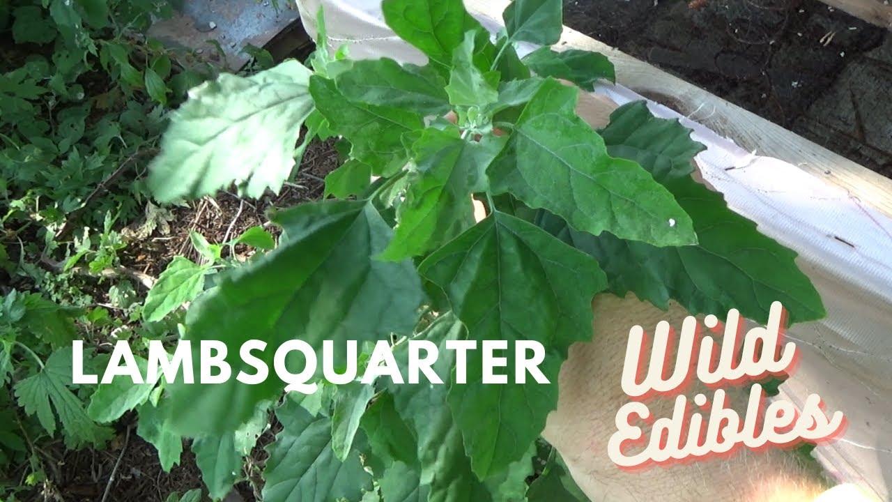 Old Man Tries Wild Edibles Lambsquarters AKA Goose Foot
