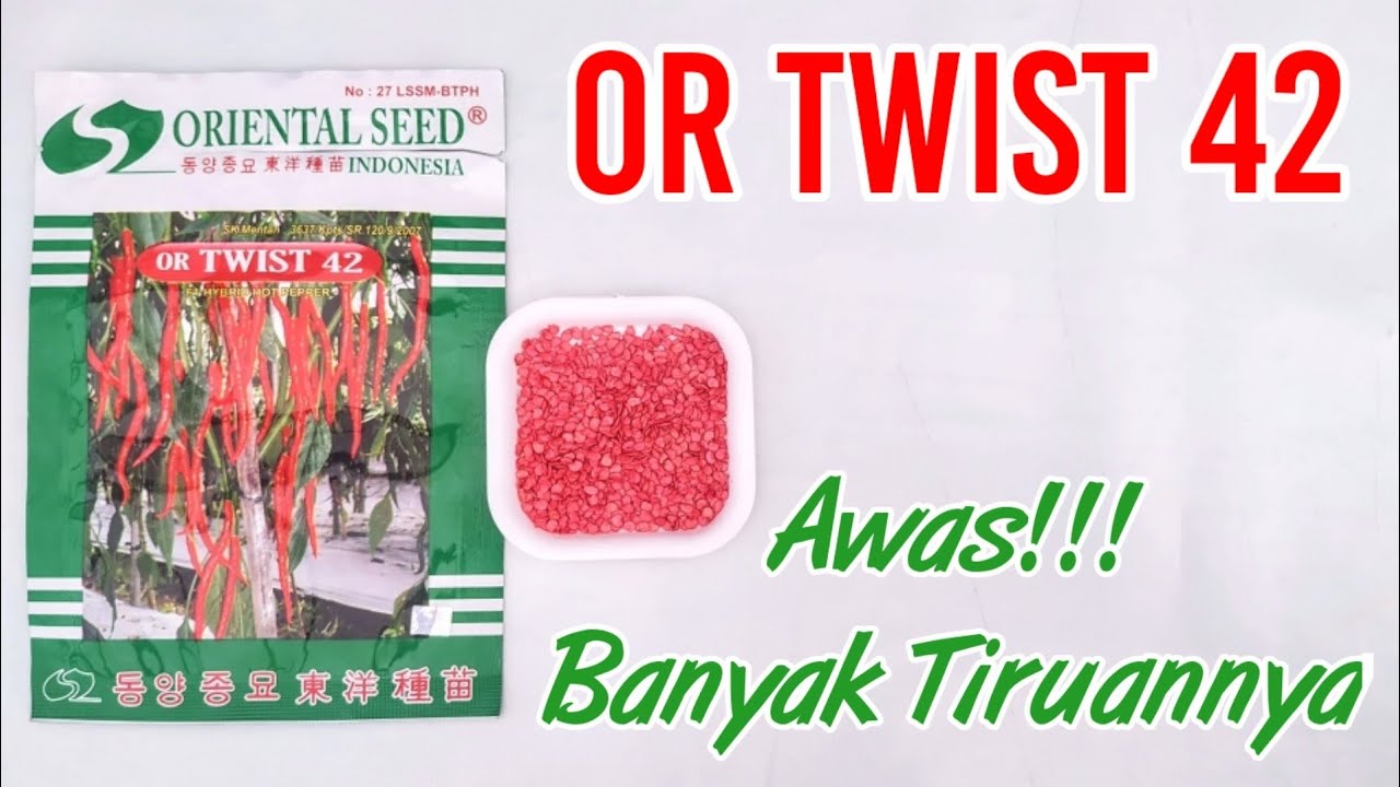 Banyak Tiruannya | Cara Membedakan Benih Cabe OR Twist 42 Asli dengan yang Palsu