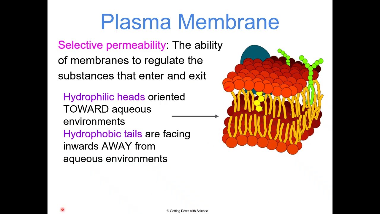 plasma membrane and permiability