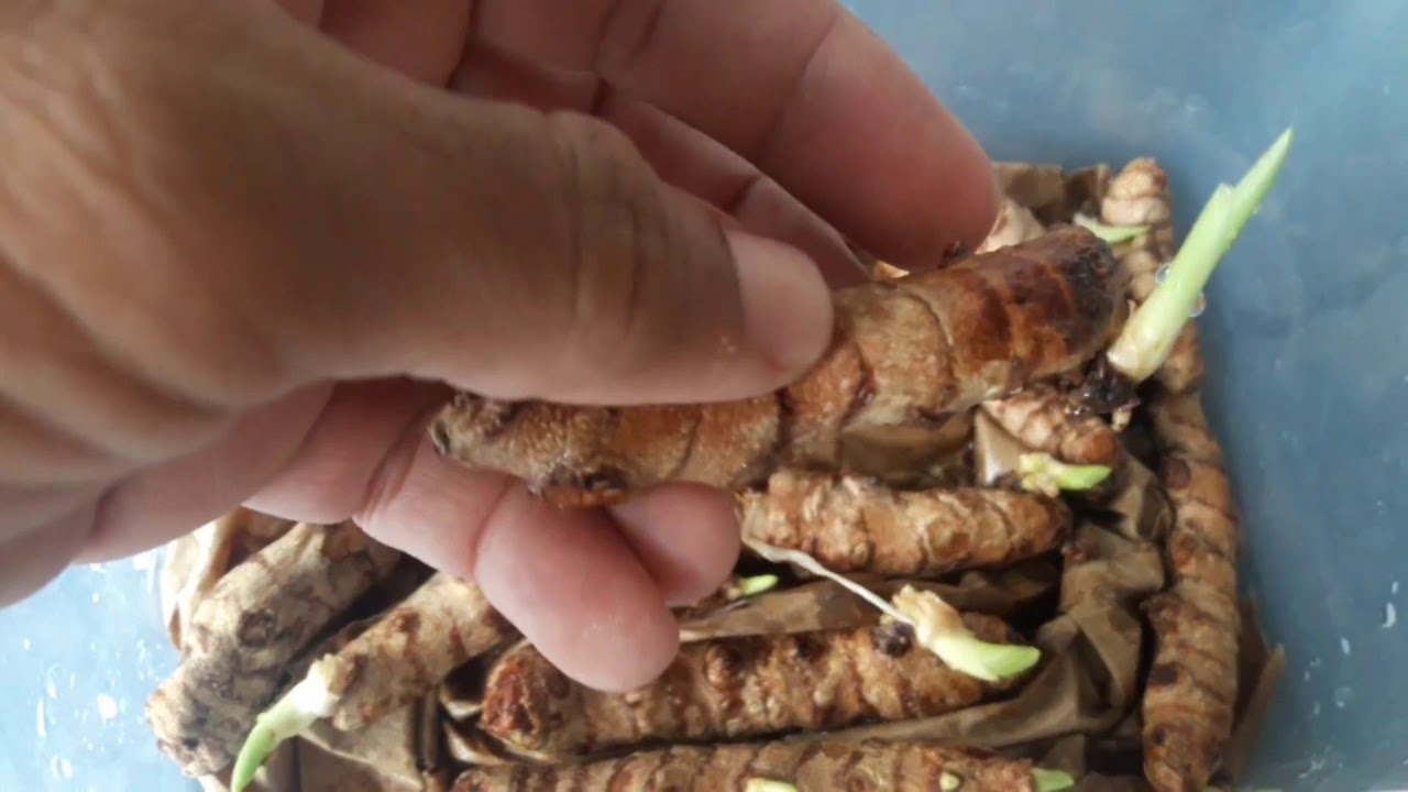 زراعة الكركم الخرقوم how to grow curcuma