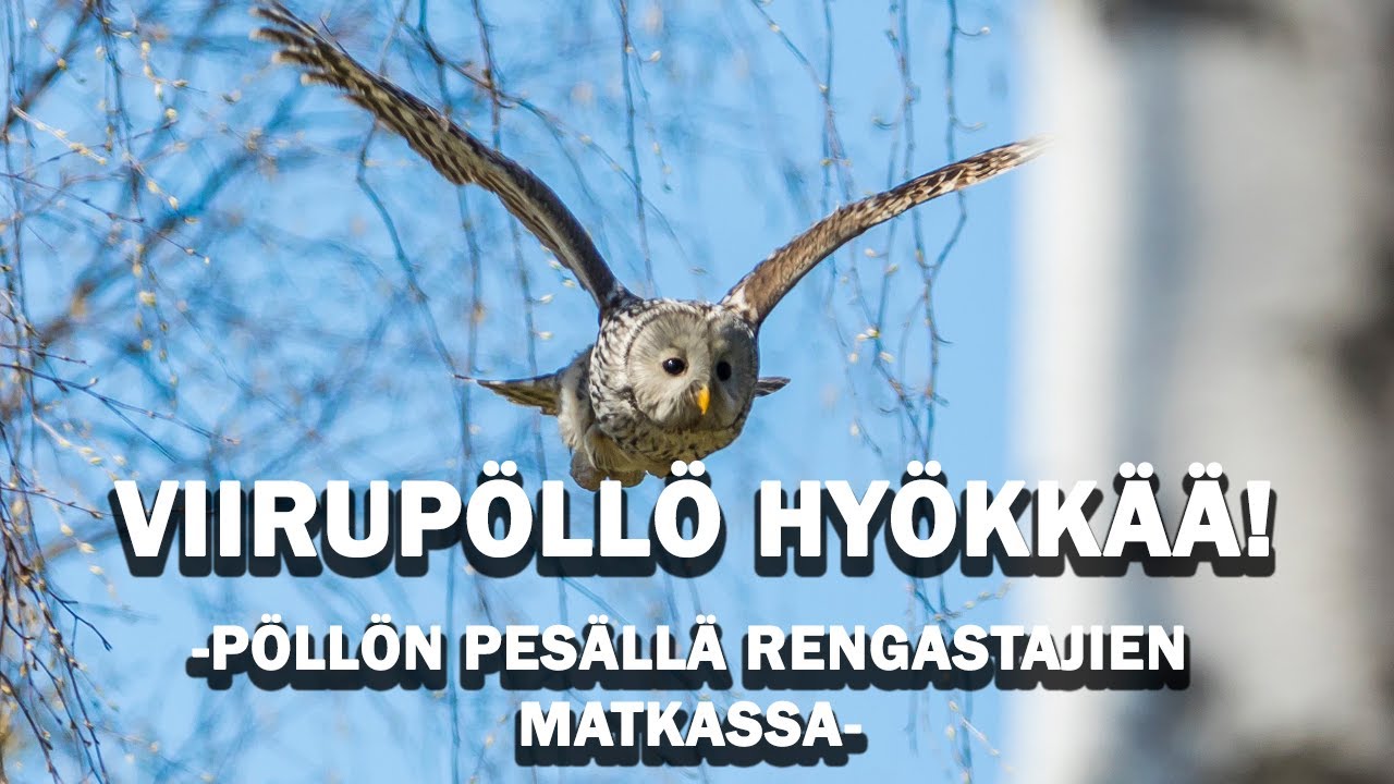 VIIRUPÖLLÖ HYÖKKÄÄ! Mitä pönttö piti sisällään?