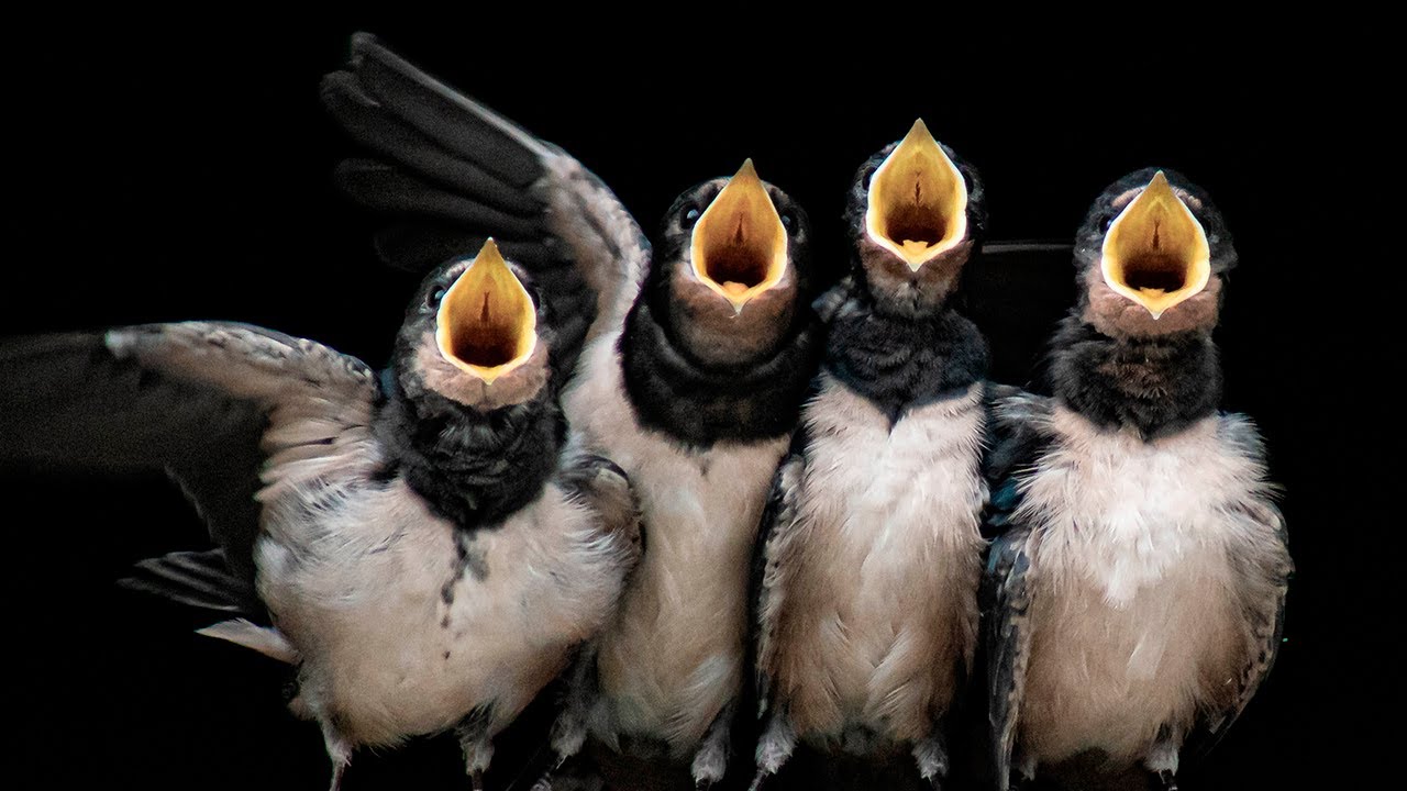 Golondrinas: El AVE que 🐣 ANIDA en NUESTROS 🏘 BALCONES - Animales Salvajes