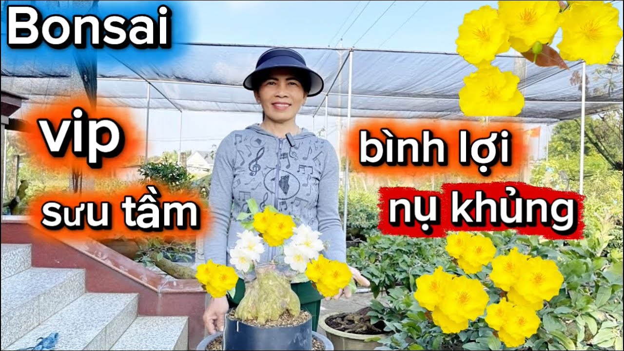 22-1-2026☎️0392.319.313 Chị Ba 🌳 mai thành phẩm chơi tết-cây đẹp-sưu tầm-giá mềm. 