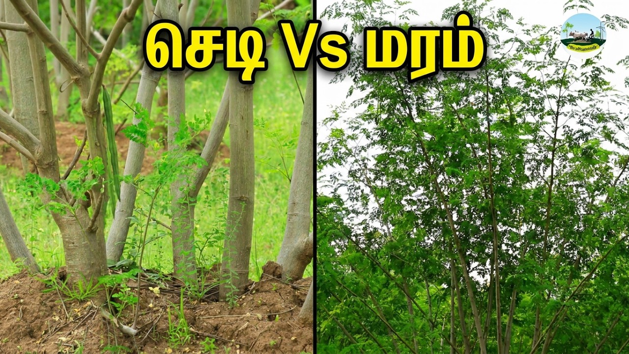 எது சிறந்தது செடி முருங்கை Vs மரமுருங்கை  | வருடம் முழுவதும் காய்க்கும் முருங்கை | Dr.விவசாயம்