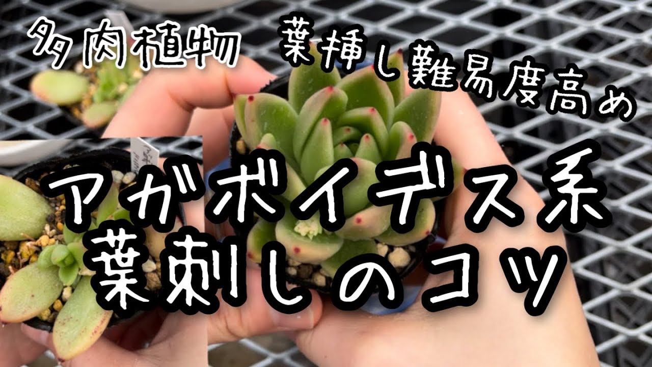 【多肉植物】アガボイデス系のエケベリア葉挿しのコツ！