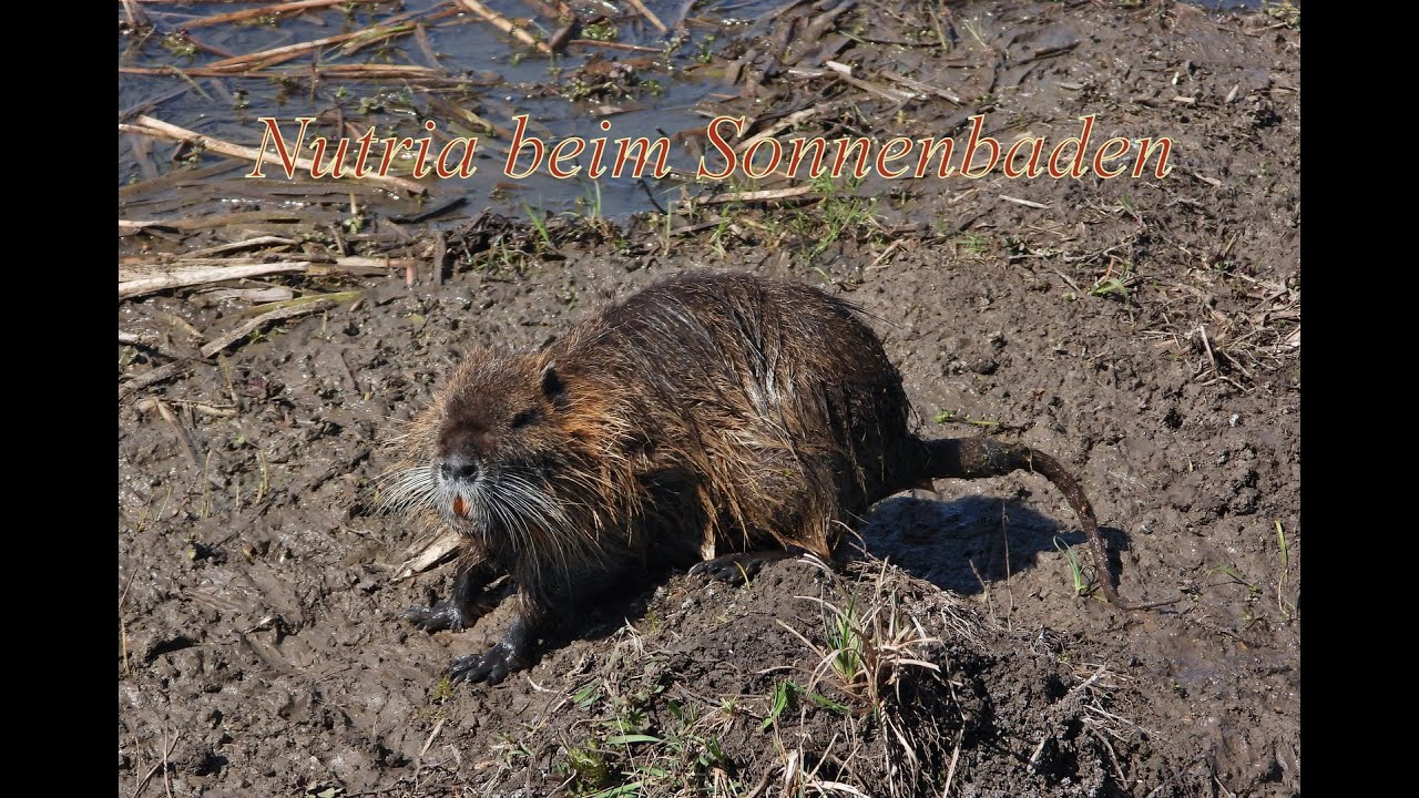Nutria + Hunde