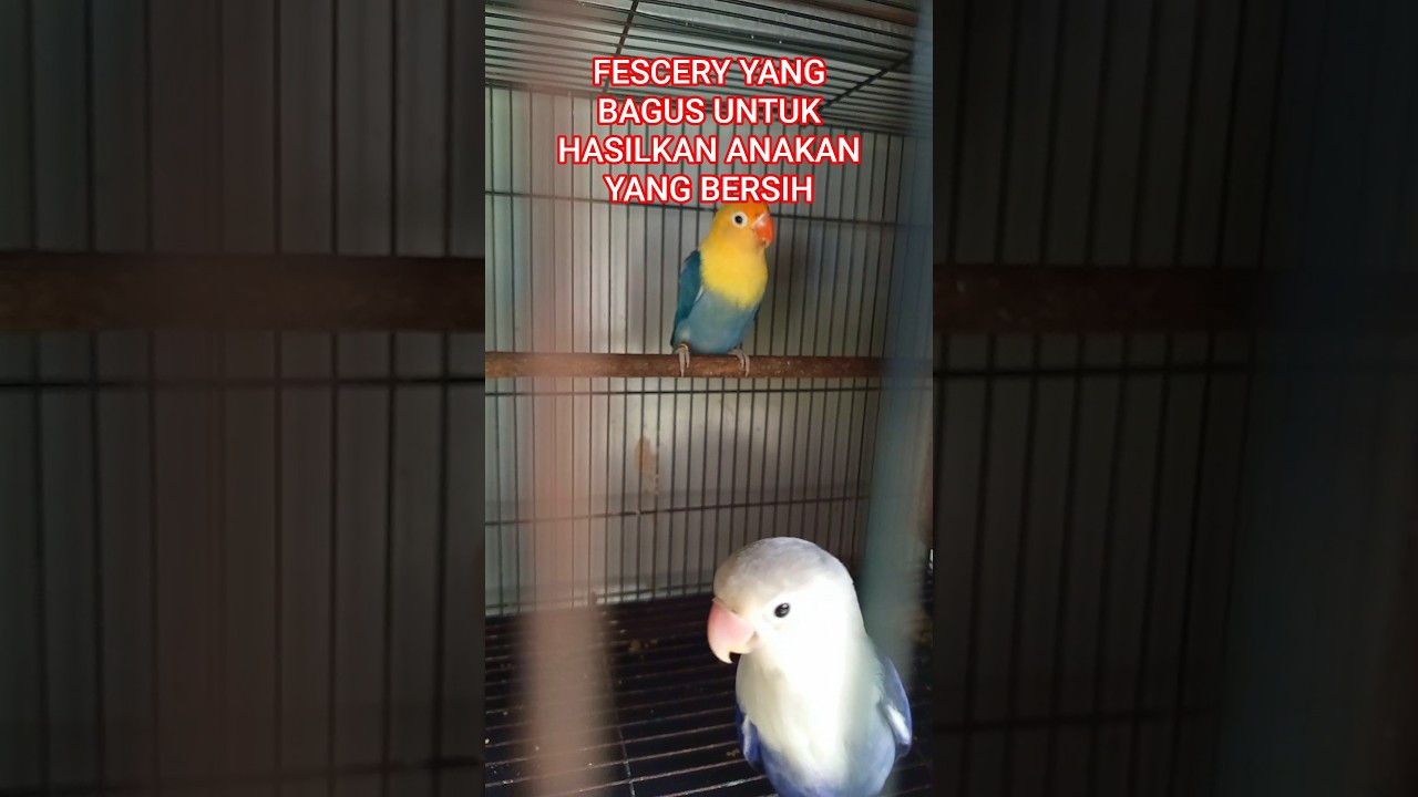 CIRI FISCHERI YANG BAGUS UNTUK HASIL ANAKAN YANG BERSIH 