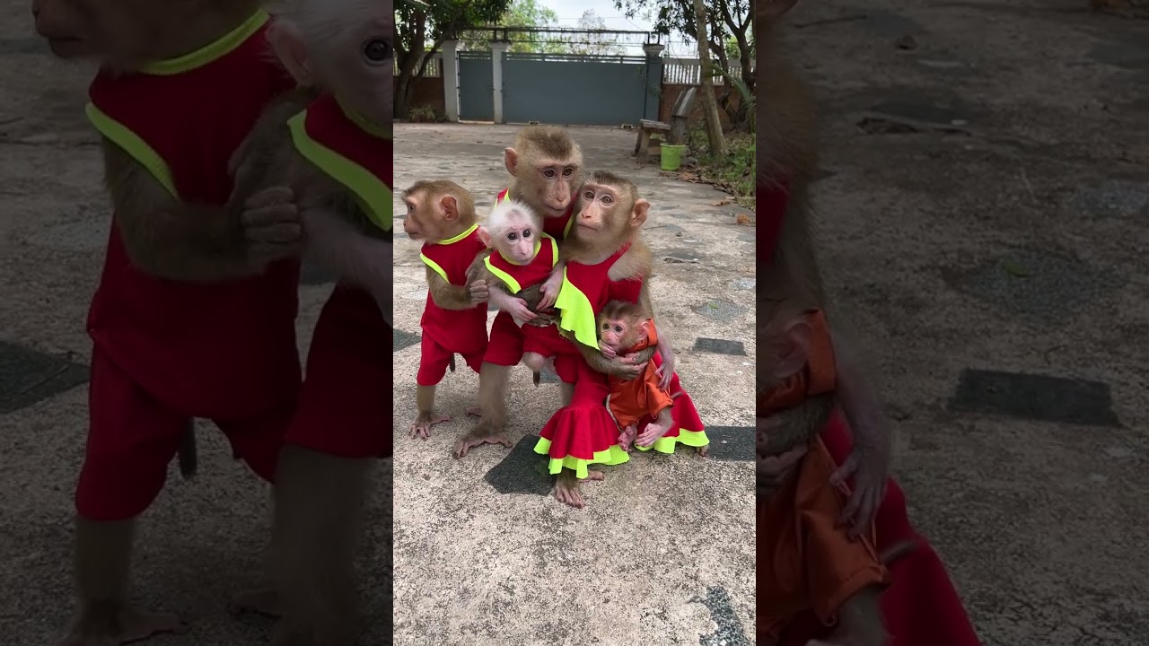 Fantastic Monkeys Jacky Jenny Popo Pavpav Titas