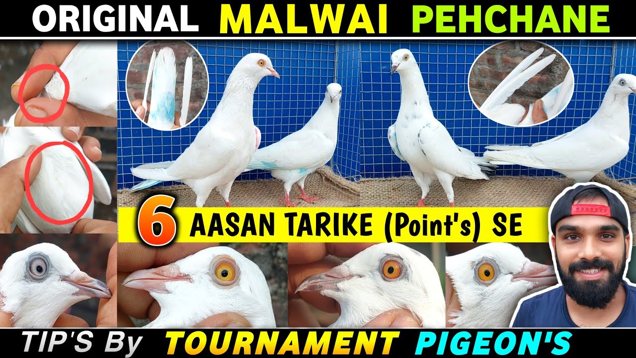 Malwai Kabootar Ki Pehchan | Punjabi Malwai Kabootar Kaise Pehchane