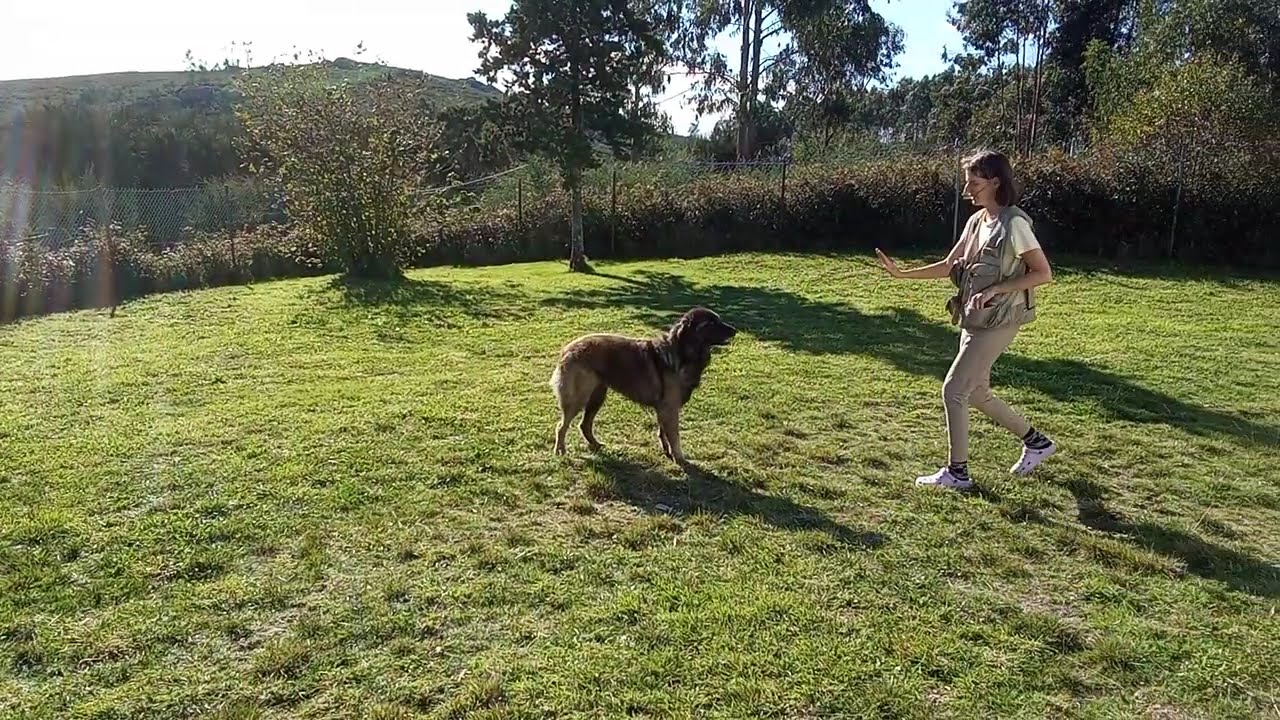 Alexandra Dittmann Dog Training: Estrela Mountain Dog Off-Leash Training