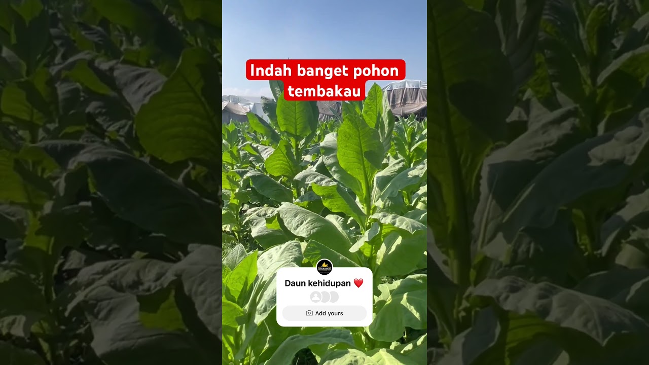 INDAHNYA DAUN TEMBAKAU TOBACCO BEAUTIFUL #cerutu #dayanacigar #cigarstyle #jember #tembakau #bogor
