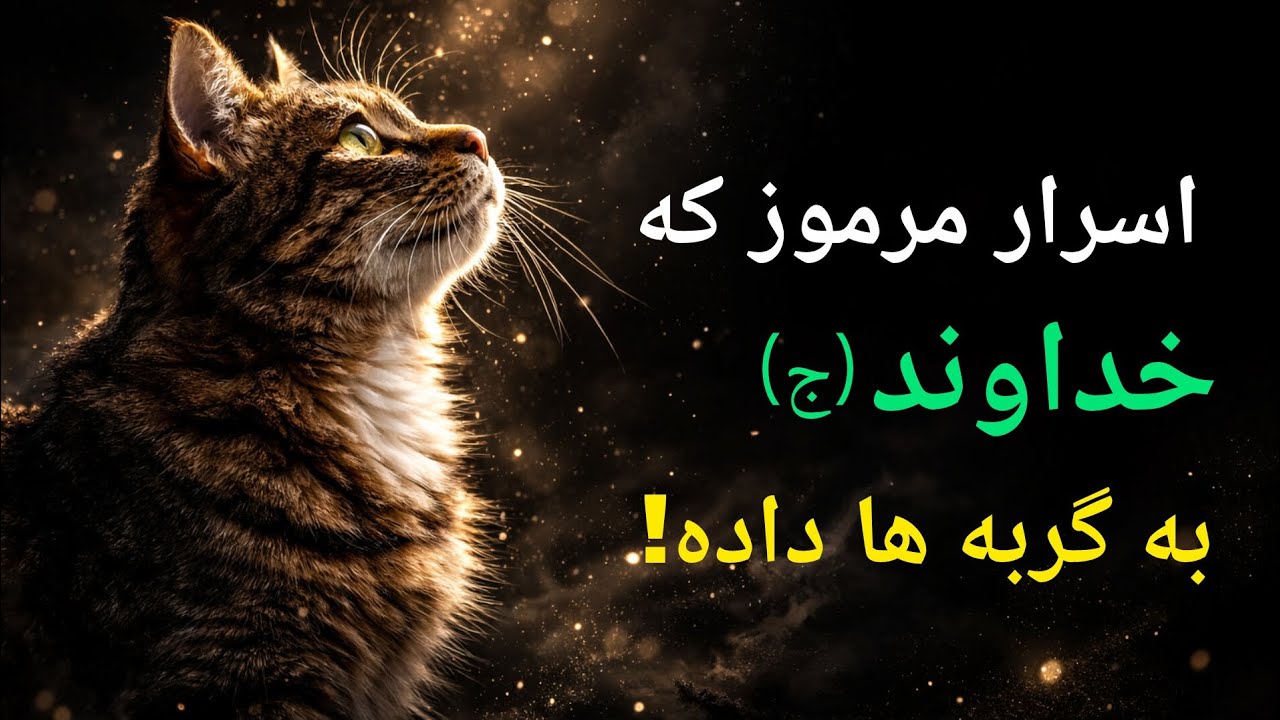 چرا گربه ات به تو خیره می‌شود؟راز پنهان❗