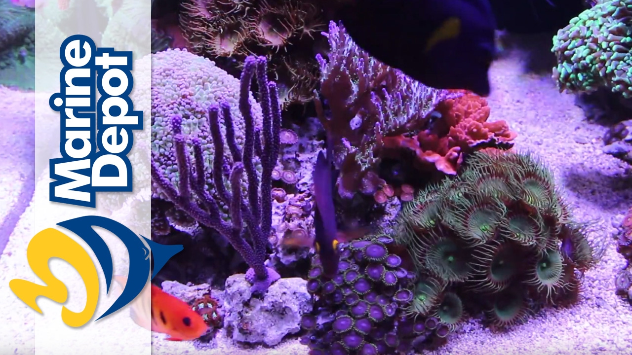 Marine Depot Featured Tank: Mike&rsquo;s 120 Gallon Custom Mixed Reef Tank