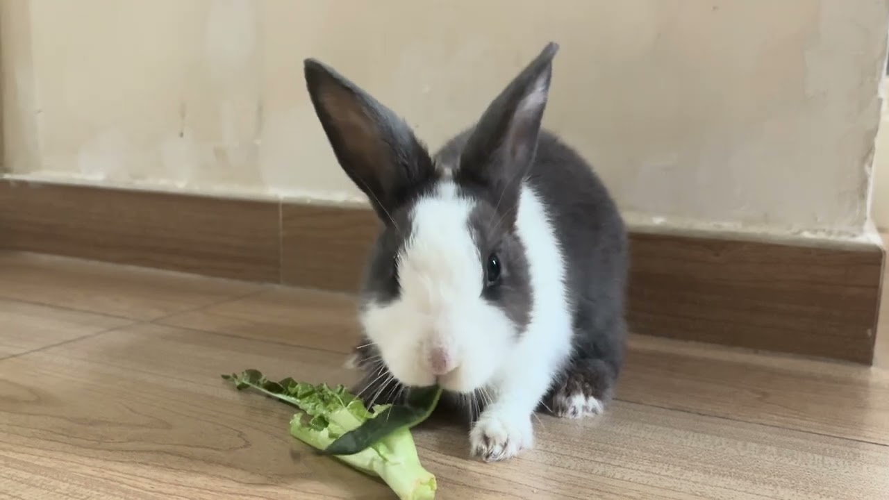 This Cute Little Rabbit | 10 Secrets to Successful Happy Rabbit | Love to Laugh Cute Little Pets #治癒
