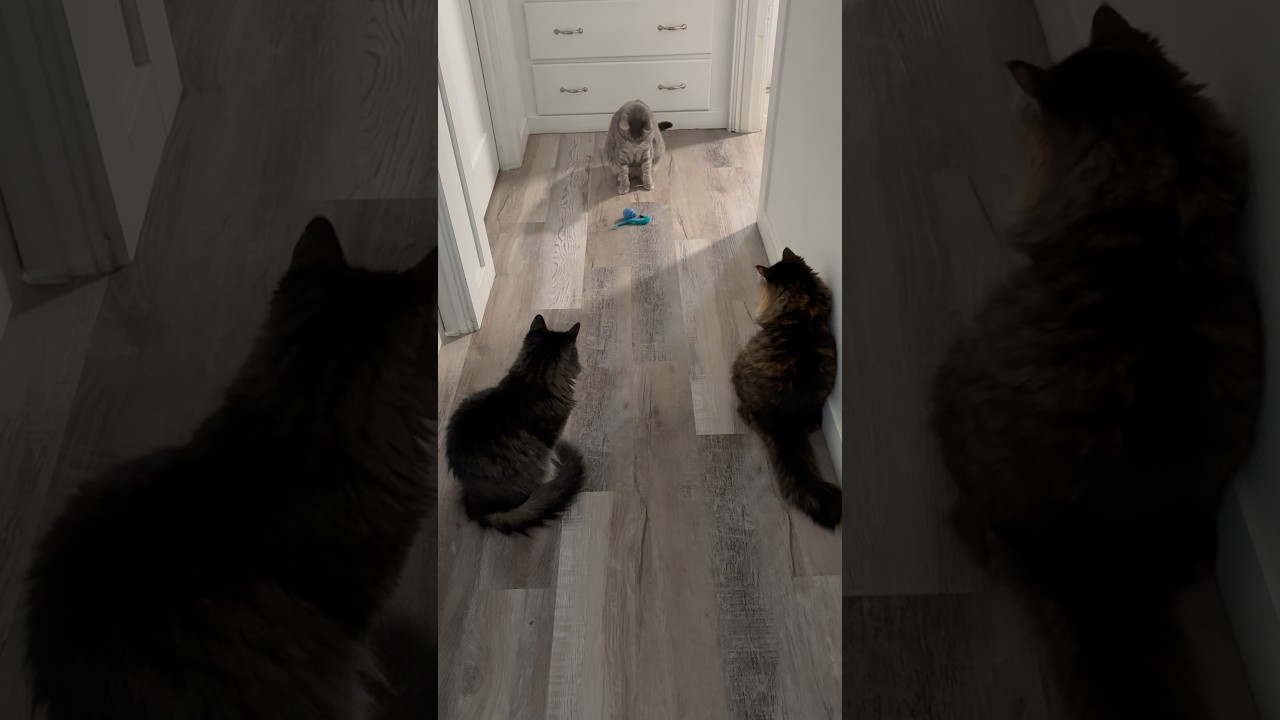 Misty rain Interactive Cat Toy Ball 