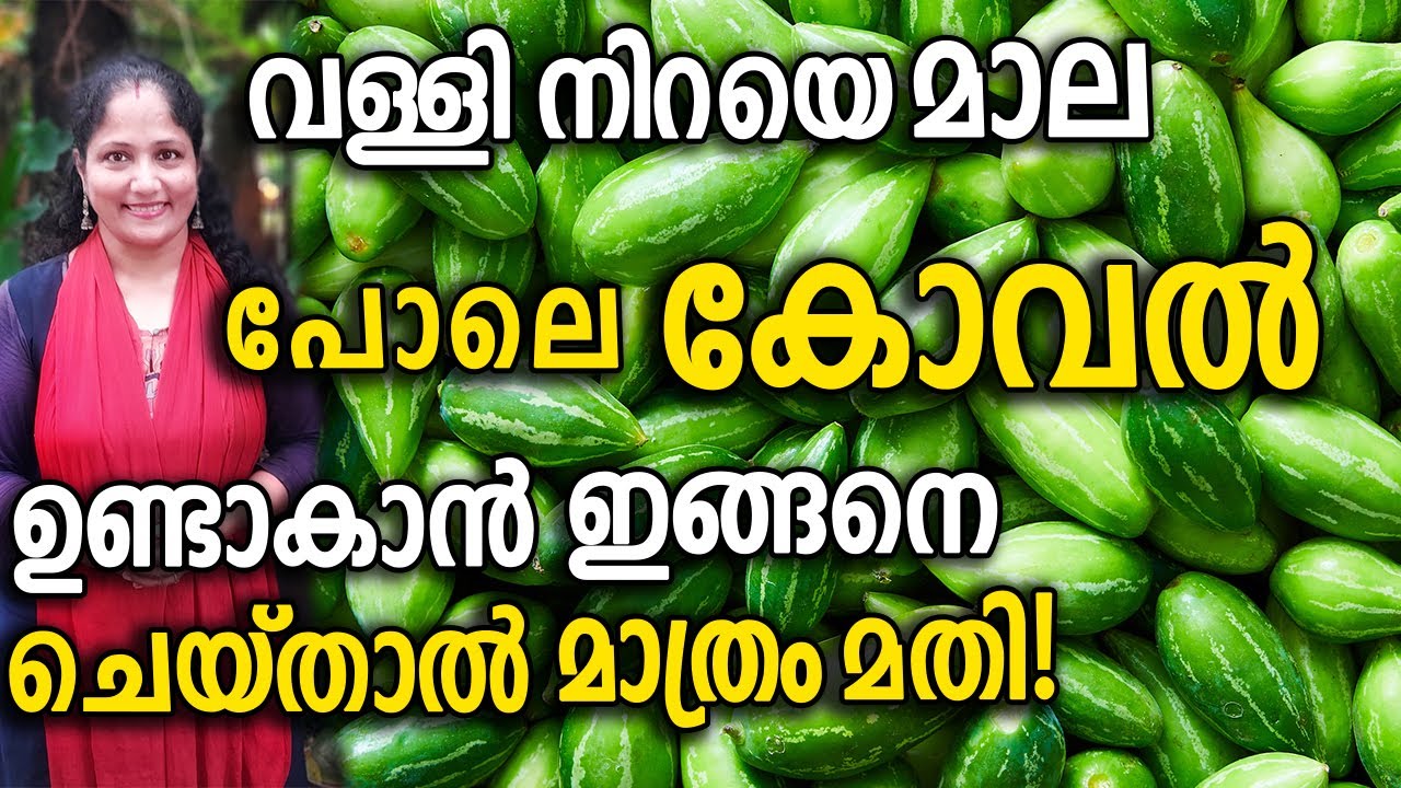 വള്ളി നിറയെ മാല പോലെ കോവല്‍ ഉണ്ടാകാൻ ഇങ്ങനെ ചെയ്താൽ മാത്രം മതി! | Koval Krishi Malayalam