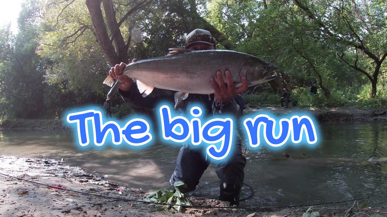 LAKE ONTARIO COHO AND CHINOOK SALMON | SEPTEMBER 2022 #salmonfishing #cohosalmon